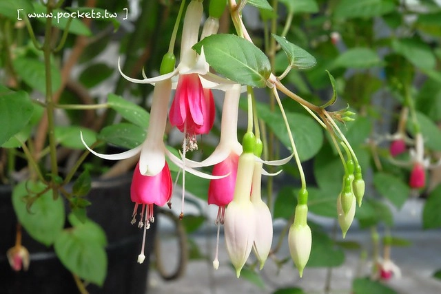 【日本三重】名花之里．なばなの里~日本冬季最大燈海，冬季百萬點燈活動(附從榮町到長島溫泉outlet的交通方式) @飛天璇的口袋