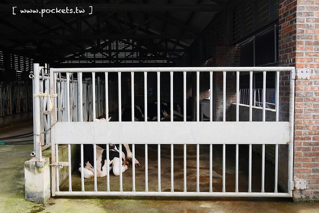 雲林崙背｜千巧谷牛樂園牧場：結合沙坑、餵魚、美食、牧場，適合親子旅遊的地點 @飛天璇的口袋