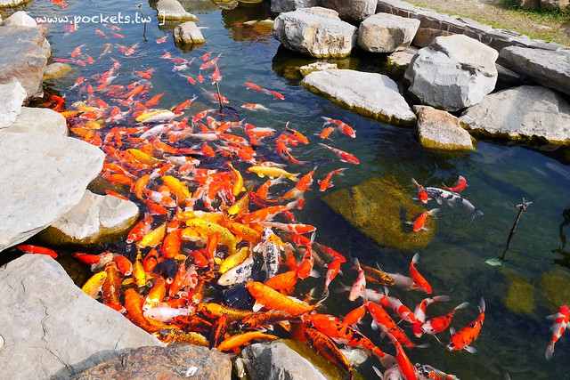 雲林崙背｜千巧谷牛樂園牧場：結合沙坑、餵魚、美食、牧場，適合親子旅遊的地點 @飛天璇的口袋