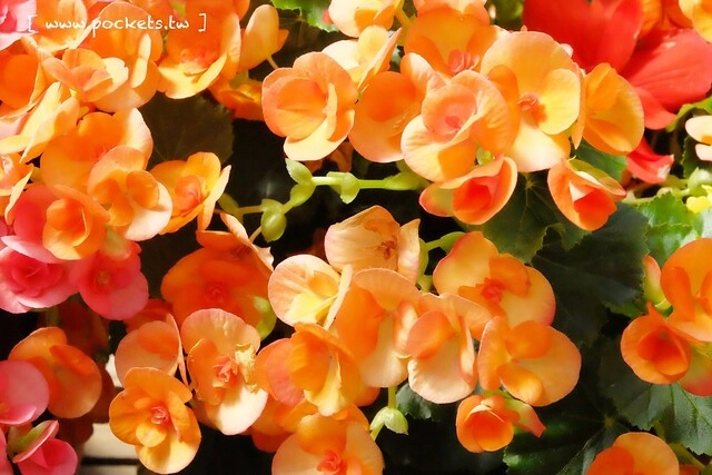 【日本三重】名花之里．なばなの里~日本冬季最大燈海，冬季百萬點燈活動(附從榮町到長島溫泉outlet的交通方式) @飛天璇的口袋