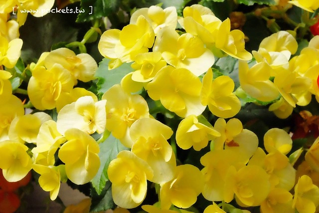 【日本三重】名花之里．なばなの里~日本冬季最大燈海，冬季百萬點燈活動(附從榮町到長島溫泉outlet的交通方式) @飛天璇的口袋