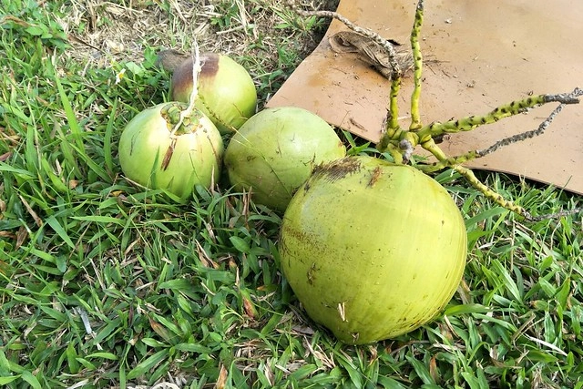 集集棕梠泉民宿┃南投民宿推薦：夏日南洋風情的優質民宿，擁有獨立大浴缸、免費wifi、腳踏車出借 @飛天璇的口袋