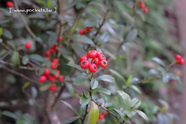 台中新社｜桃李河畔．新社著名景觀餐廳，浪漫森林玻璃屋 @飛天璇的口袋