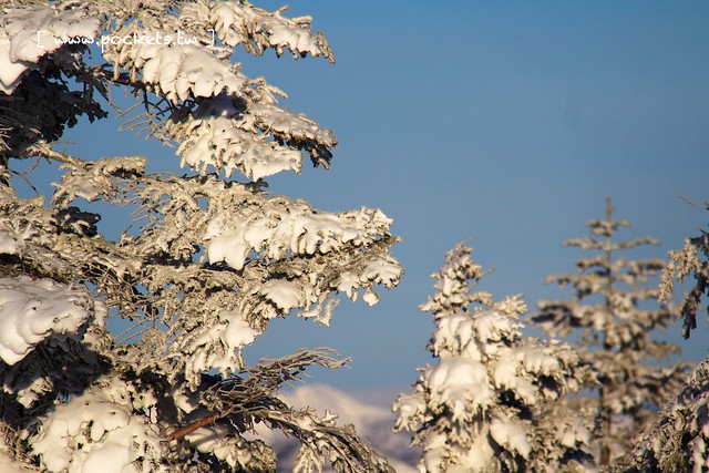 南會津樹冰＆霧冰山頂之旅┃福島旅遊景點：奧會津搭乘雪車賞樹冰、晨霧和初曉，零下十度令人嘆為觀止的美景 @飛天璇的口袋