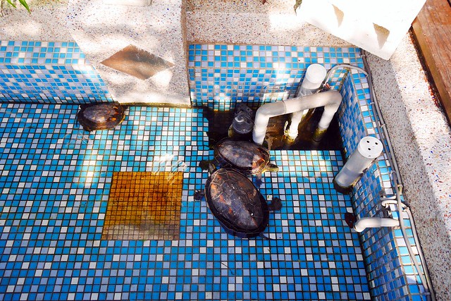 集集棕梠泉民宿┃南投民宿推薦：夏日南洋風情的優質民宿，擁有獨立大浴缸、免費wifi、腳踏車出借 @飛天璇的口袋