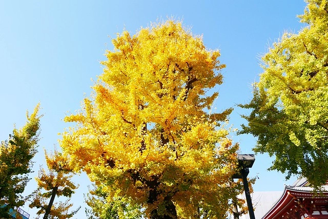 日本東京｜雷門+淺草寺+晴空塔一日遊，旅遊網站統計，觀光客第一次到東京必遊景點 @飛天璇的口袋