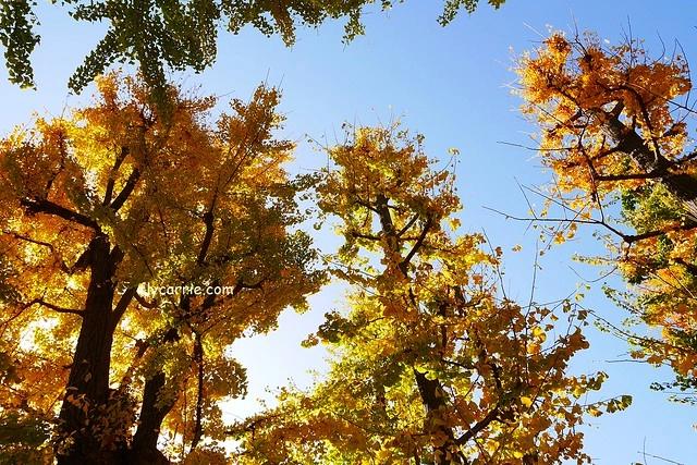 日本東京｜雷門+淺草寺+晴空塔一日遊，旅遊網站統計，觀光客第一次到東京必遊景點 @飛天璇的口袋
