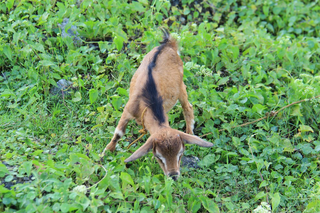 Eluterio’s Farm Rice Terraces薄荷島梯田 + Can-Umantad Falls瀑布：深度旅遊薄荷島，體驗田園風光和密境瀑布 @飛天璇的口袋