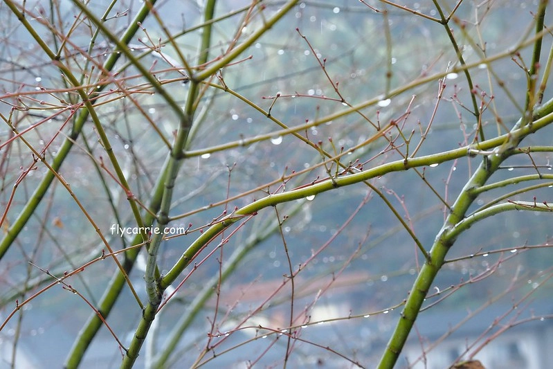 日本大分｜由布院一日遊，日本女性票選為最愛的夢幻度假勝地，寧靜美麗的溫泉小鎮森湯之平街道散策 @飛天璇的口袋
