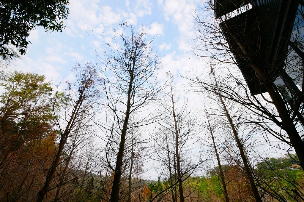 松之戀｜座落於新社夢幻湖旁1.5公頃落羽松森林，享受落羽松下松之戀美味餐點 @飛天璇的口袋