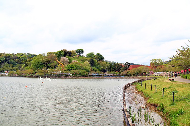 【日本靜岡】藤枝蓮華寺池公園~以花、水、鳥為主題的自然公園，有櫻花、荷花、杜鵑和紫藤花&hellip;等不同花卉，分享4/26紫藤花的最新花況 @飛天璇的口袋