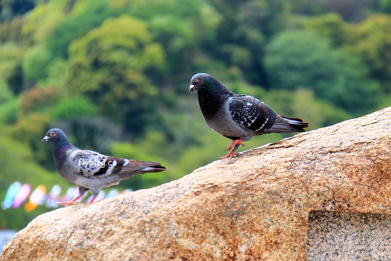 【日本靜岡】藤枝蓮華寺池公園~以花、水、鳥為主題的自然公園，有櫻花、荷花、杜鵑和紫藤花&hellip;等不同花卉，分享4/26紫藤花的最新花況 @飛天璇的口袋