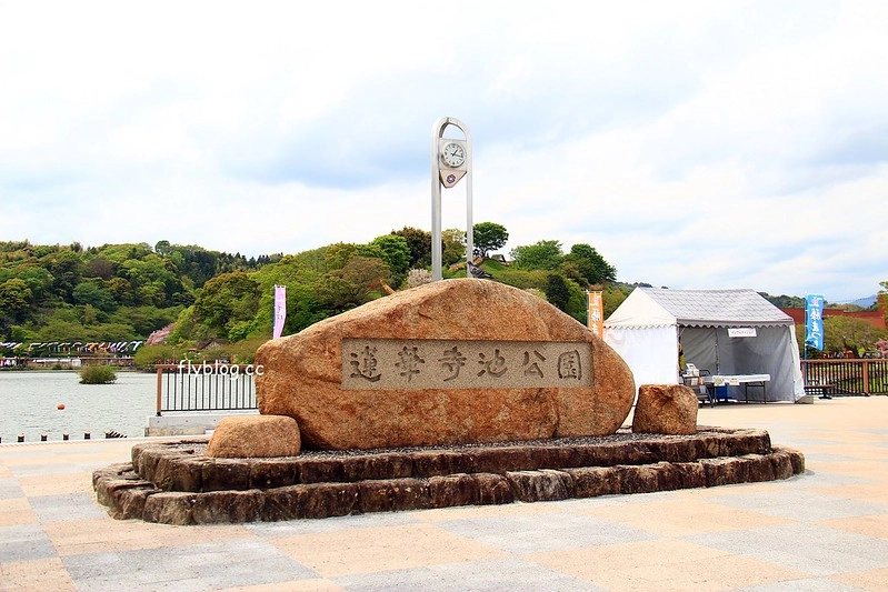 【日本靜岡】藤枝蓮華寺池公園~以花、水、鳥為主題的自然公園，有櫻花、荷花、杜鵑和紫藤花&hellip;等不同花卉，分享4/26紫藤花的最新花況 @飛天璇的口袋