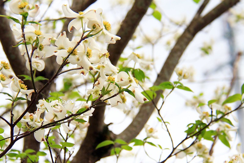 【日本靜岡】藤枝蓮華寺池公園~以花、水、鳥為主題的自然公園，有櫻花、荷花、杜鵑和紫藤花&hellip;等不同花卉，分享4/26紫藤花的最新花況 @飛天璇的口袋