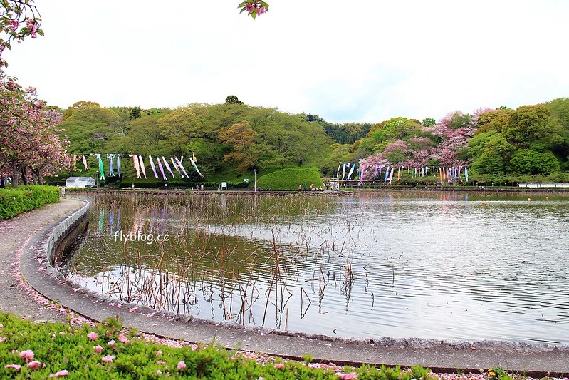 【日本靜岡】藤枝蓮華寺池公園~以花、水、鳥為主題的自然公園，有櫻花、荷花、杜鵑和紫藤花&hellip;等不同花卉，分享4/26紫藤花的最新花況 @飛天璇的口袋