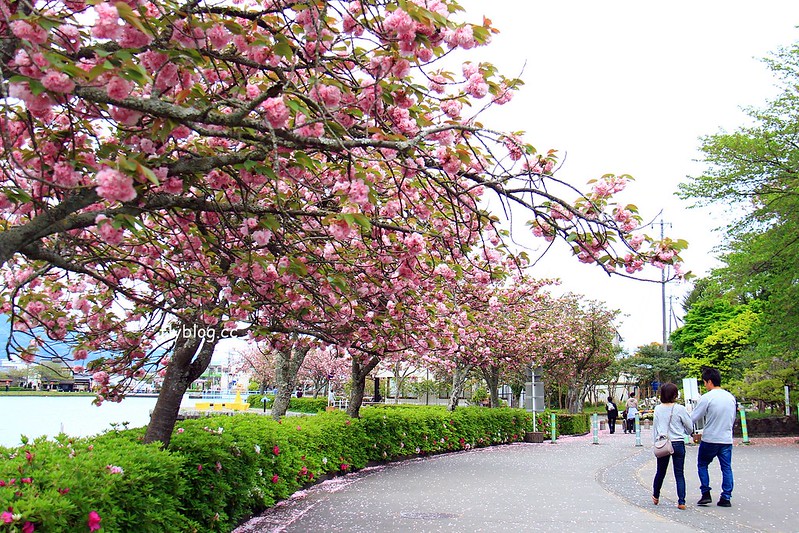 【日本靜岡】藤枝蓮華寺池公園~以花、水、鳥為主題的自然公園，有櫻花、荷花、杜鵑和紫藤花&hellip;等不同花卉，分享4/26紫藤花的最新花況 @飛天璇的口袋