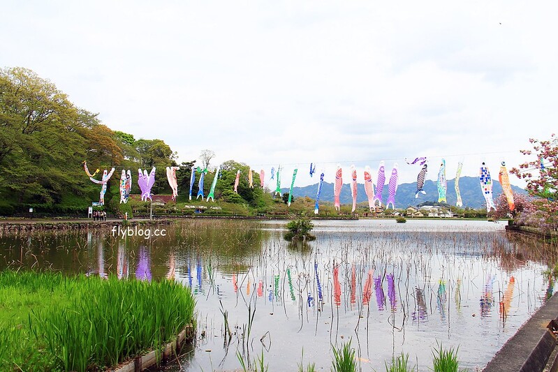 【日本靜岡】藤枝蓮華寺池公園~以花、水、鳥為主題的自然公園，有櫻花、荷花、杜鵑和紫藤花&hellip;等不同花卉，分享4/26紫藤花的最新花況 @飛天璇的口袋
