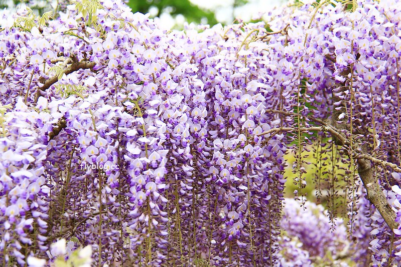 【日本靜岡】藤枝蓮華寺池公園~以花、水、鳥為主題的自然公園，有櫻花、荷花、杜鵑和紫藤花&hellip;等不同花卉，分享4/26紫藤花的最新花況 @飛天璇的口袋
