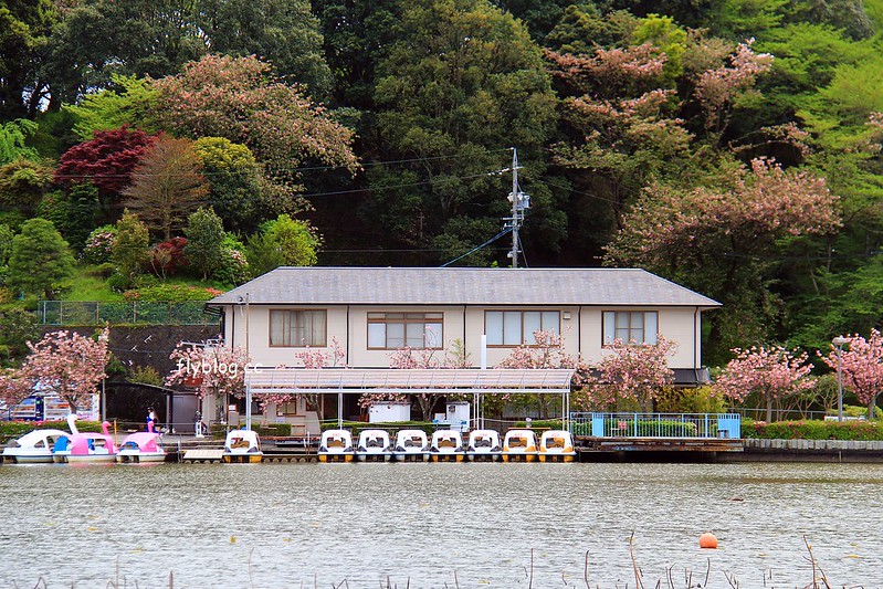 【日本靜岡】藤枝蓮華寺池公園~以花、水、鳥為主題的自然公園，有櫻花、荷花、杜鵑和紫藤花&hellip;等不同花卉，分享4/26紫藤花的最新花況 @飛天璇的口袋