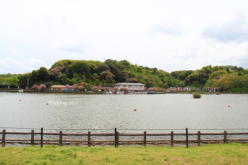 【日本靜岡】藤枝蓮華寺池公園~以花、水、鳥為主題的自然公園，有櫻花、荷花、杜鵑和紫藤花&hellip;等不同花卉，分享4/26紫藤花的最新花況 @飛天璇的口袋