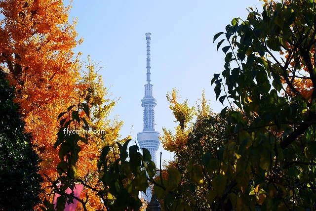 日本東京｜雷門+淺草寺+晴空塔一日遊，旅遊網站統計，觀光客第一次到東京必遊景點 @飛天璇的口袋