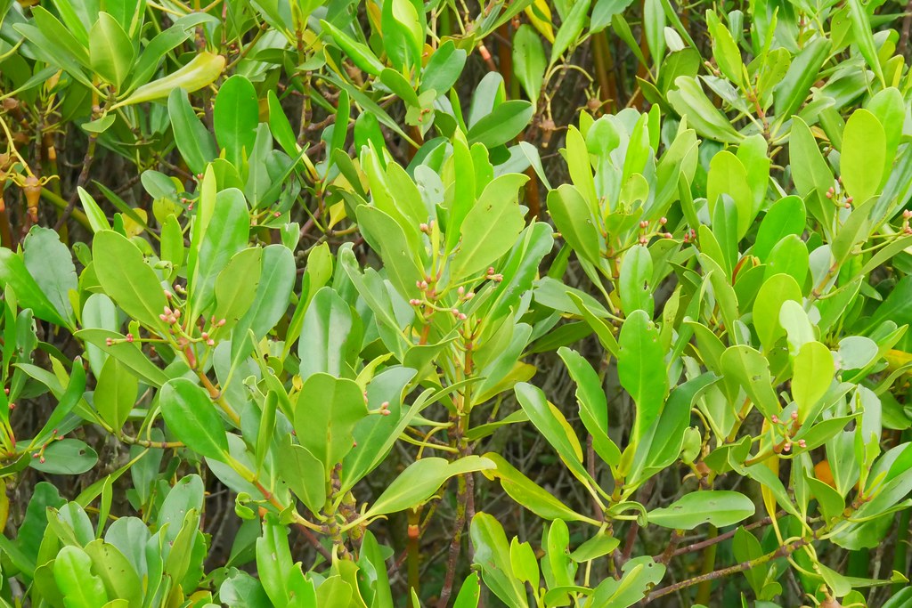 【新竹新豐】新豐紅樹林綠色步道：兼具休閒與觀光的生態保護區，走在被大自然包圍的綠色小隧道 @飛天璇的口袋