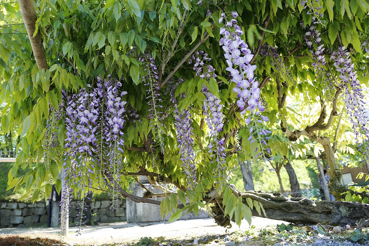 日本福島｜會津若松城 鶴城．登上天守閣眺望福島市景，大河劇八重之櫻拍攝場景 @飛天璇的口袋