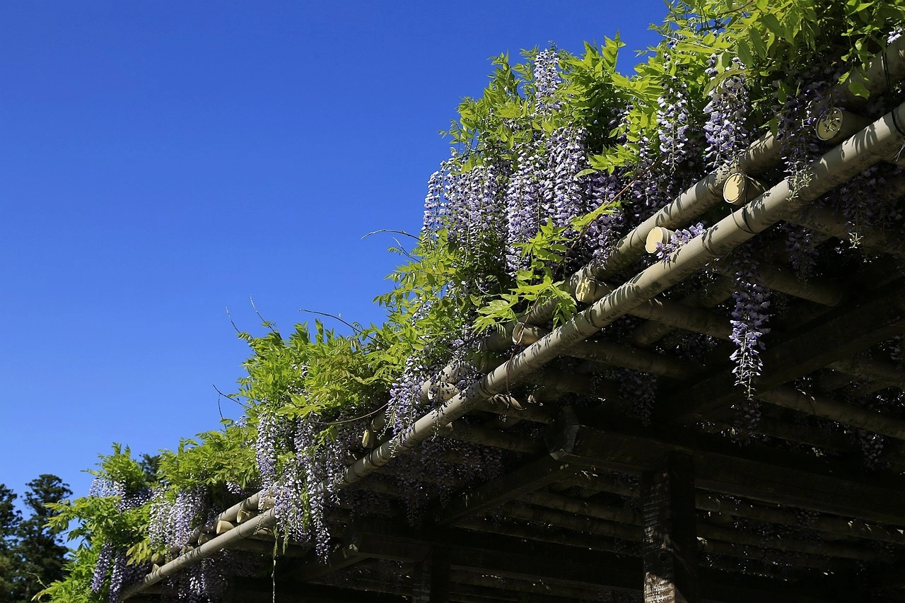 日本福島｜茶室麟閣．會津若松城旁，楓葉紅時巧遇紫藤花與櫻花 @飛天璇的口袋