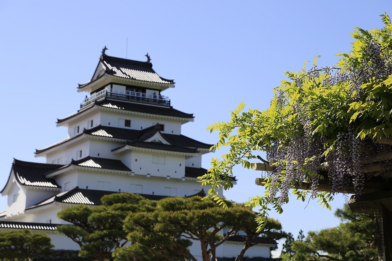 日本福島｜茶室麟閣．會津若松城旁，楓葉紅時巧遇紫藤花與櫻花 @飛天璇的口袋