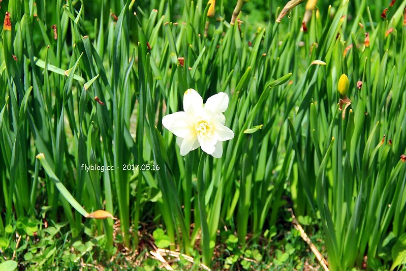 福島五天四夜自駕┃安達太良山：搭乘纜車欣賞日本百座名山，5/13~6/4期間長達1500公尺的百萬登海，春綠、秋楓、冬雪&hellip;一年四季不同美景 @飛天璇的口袋