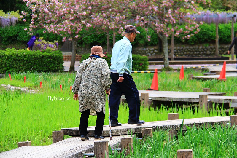 【日本靜岡】藤枝蓮華寺池公園~以花、水、鳥為主題的自然公園，有櫻花、荷花、杜鵑和紫藤花&hellip;等不同花卉，分享4/26紫藤花的最新花況 @飛天璇的口袋