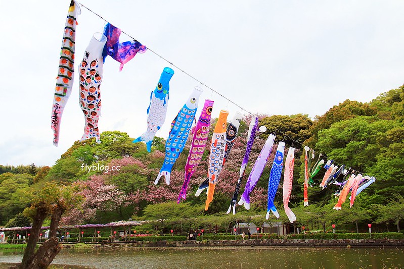 【日本靜岡】藤枝蓮華寺池公園~以花、水、鳥為主題的自然公園，有櫻花、荷花、杜鵑和紫藤花&hellip;等不同花卉，分享4/26紫藤花的最新花況 @飛天璇的口袋