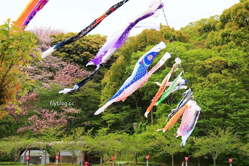 【日本靜岡】藤枝蓮華寺池公園~以花、水、鳥為主題的自然公園，有櫻花、荷花、杜鵑和紫藤花&hellip;等不同花卉，分享4/26紫藤花的最新花況 @飛天璇的口袋