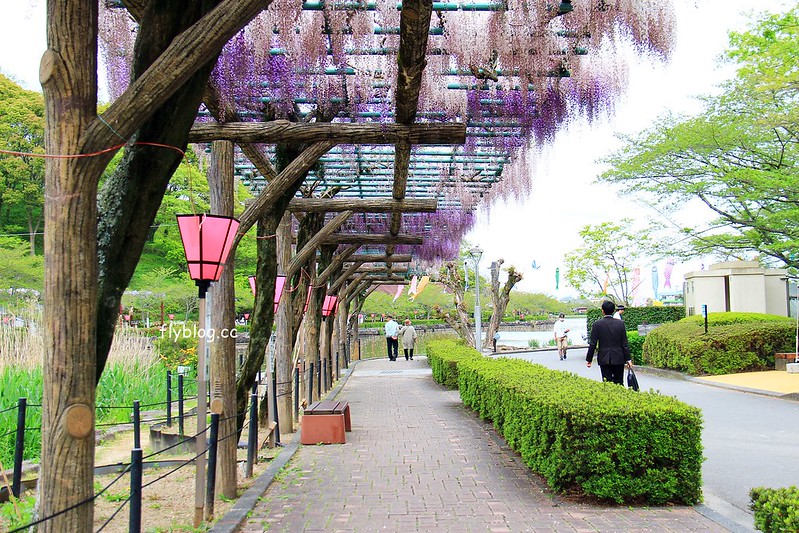 【日本靜岡】藤枝蓮華寺池公園~以花、水、鳥為主題的自然公園，有櫻花、荷花、杜鵑和紫藤花&hellip;等不同花卉，分享4/26紫藤花的最新花況 @飛天璇的口袋