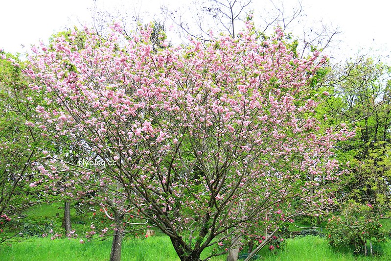 【日本靜岡】藤枝蓮華寺池公園~以花、水、鳥為主題的自然公園，有櫻花、荷花、杜鵑和紫藤花&hellip;等不同花卉，分享4/26紫藤花的最新花況 @飛天璇的口袋