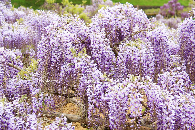 【日本靜岡】藤枝蓮華寺池公園~以花、水、鳥為主題的自然公園，有櫻花、荷花、杜鵑和紫藤花&hellip;等不同花卉，分享4/26紫藤花的最新花況 @飛天璇的口袋