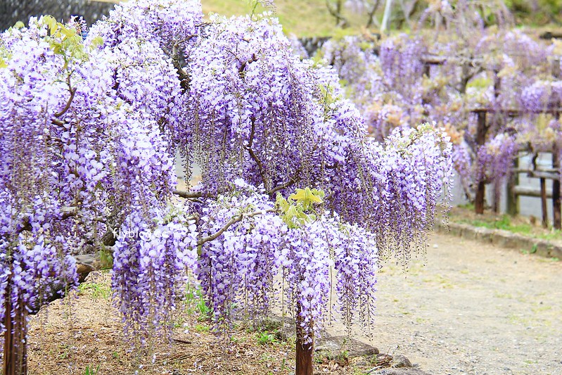 【日本靜岡】藤枝蓮華寺池公園~以花、水、鳥為主題的自然公園，有櫻花、荷花、杜鵑和紫藤花&hellip;等不同花卉，分享4/26紫藤花的最新花況 @飛天璇的口袋