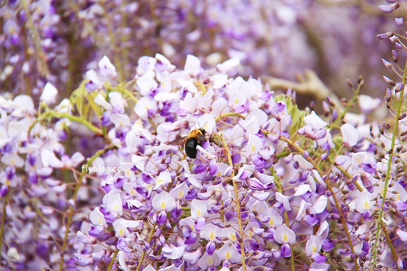 【日本靜岡】藤枝蓮華寺池公園~以花、水、鳥為主題的自然公園，有櫻花、荷花、杜鵑和紫藤花&hellip;等不同花卉，分享4/26紫藤花的最新花況 @飛天璇的口袋
