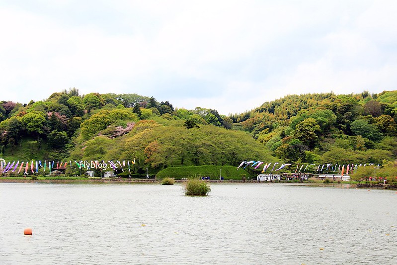 【日本靜岡】藤枝蓮華寺池公園~以花、水、鳥為主題的自然公園，有櫻花、荷花、杜鵑和紫藤花&hellip;等不同花卉，分享4/26紫藤花的最新花況 @飛天璇的口袋