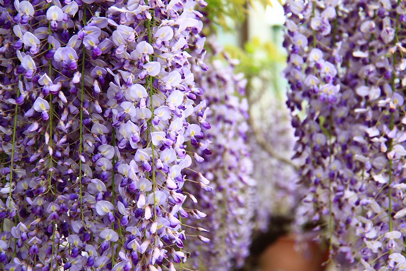 【日本靜岡】藤枝蓮華寺池公園~以花、水、鳥為主題的自然公園，有櫻花、荷花、杜鵑和紫藤花&hellip;等不同花卉，分享4/26紫藤花的最新花況 @飛天璇的口袋