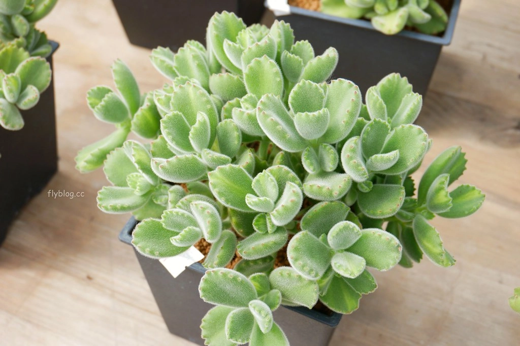 綠果庭院｜田尾多肉植物控的天堂，彰化田尾IG熱門打卡景點 @飛天璇的口袋