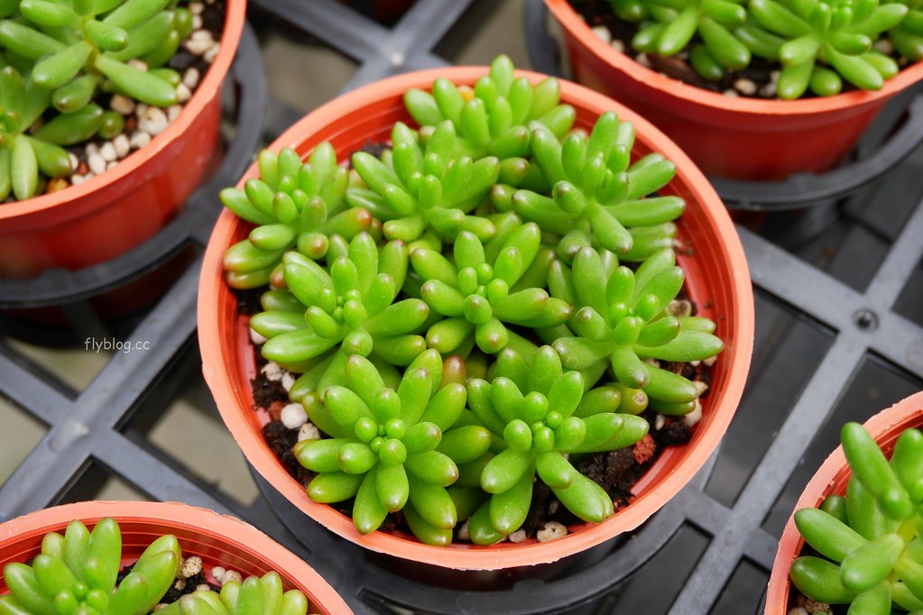 綠果庭院｜田尾多肉植物控的天堂，彰化田尾IG熱門打卡景點 @飛天璇的口袋