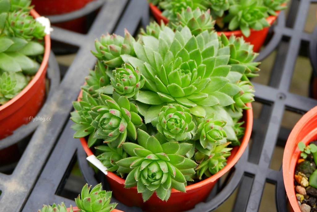 綠果庭院｜田尾多肉植物控的天堂，彰化田尾IG熱門打卡景點 @飛天璇的口袋