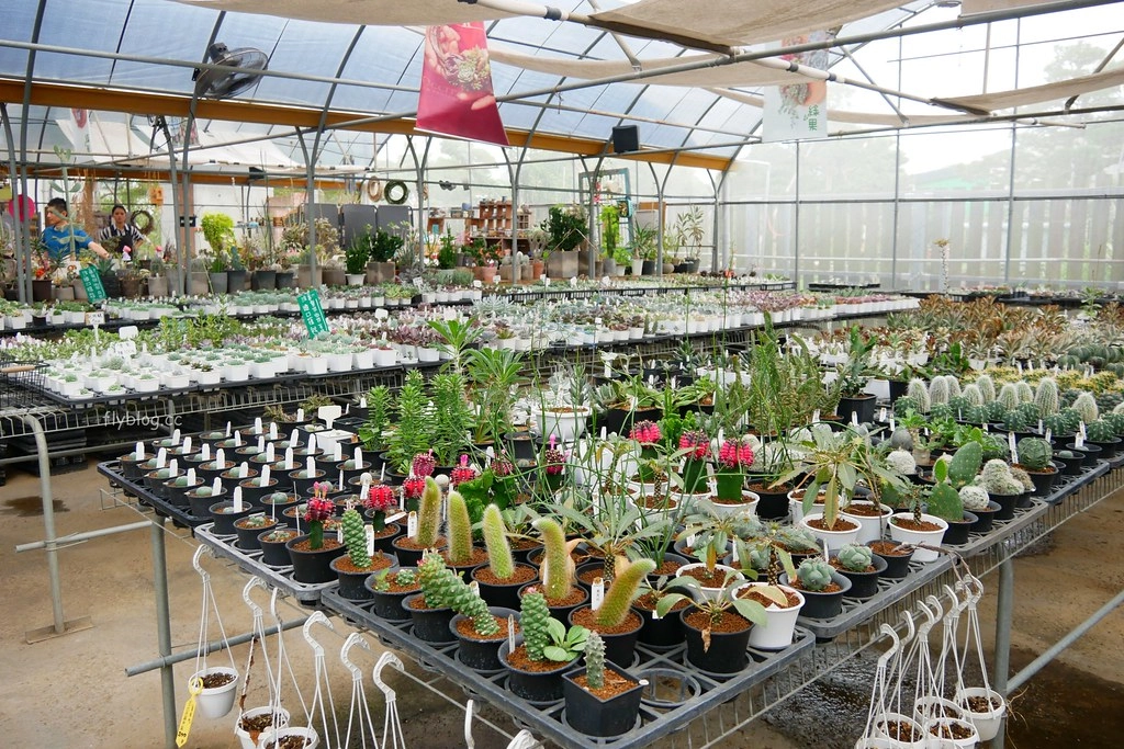 綠果庭院｜田尾多肉植物控的天堂，彰化田尾IG熱門打卡景點 @飛天璇的口袋