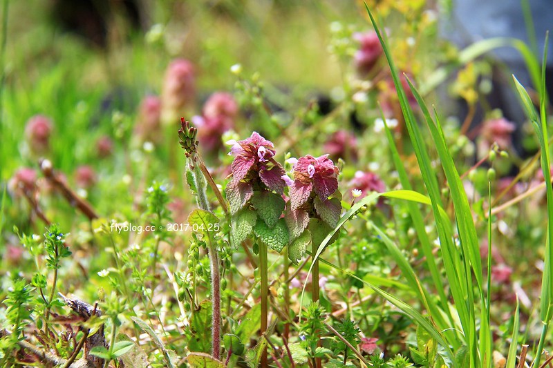 【日本靜岡】大井川鐵道~新金谷站搭乘復古懷舊SL號蒸氣火車，鐵道界的活化石也是日本最美的鐵道之一，還有期間限定的湯瑪士小火車 @飛天璇的口袋