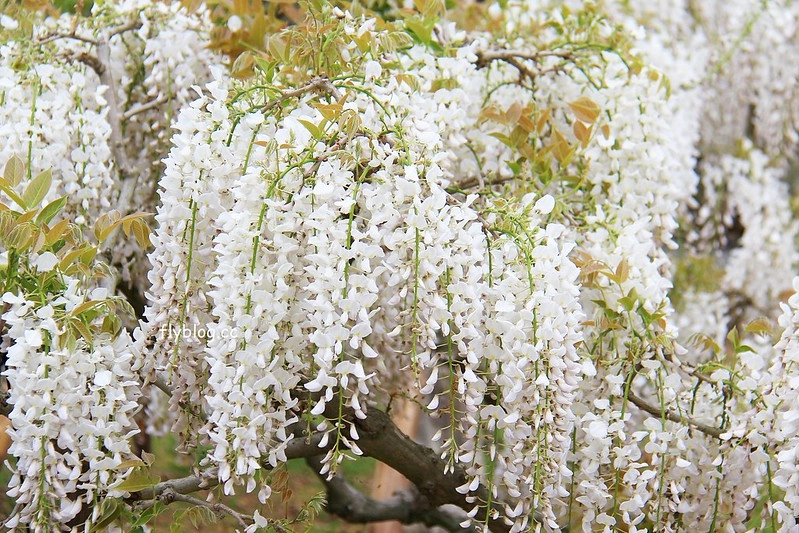 【日本靜岡】藤枝蓮華寺池公園~以花、水、鳥為主題的自然公園，有櫻花、荷花、杜鵑和紫藤花&hellip;等不同花卉，分享4/26紫藤花的最新花況 @飛天璇的口袋