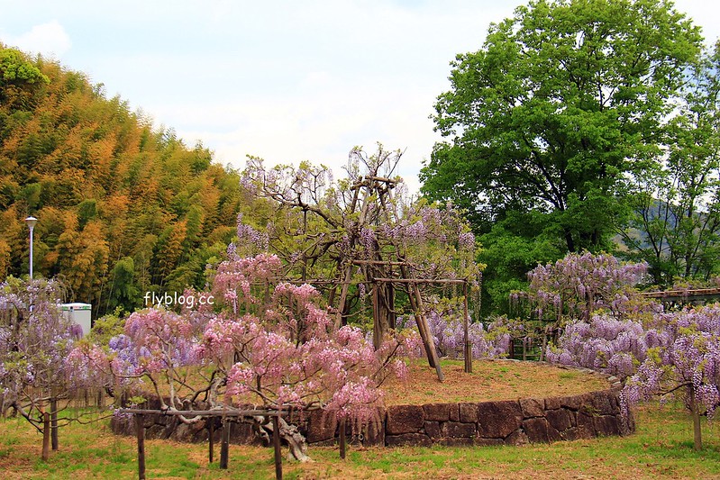 【日本靜岡】藤枝蓮華寺池公園~以花、水、鳥為主題的自然公園，有櫻花、荷花、杜鵑和紫藤花&hellip;等不同花卉，分享4/26紫藤花的最新花況 @飛天璇的口袋