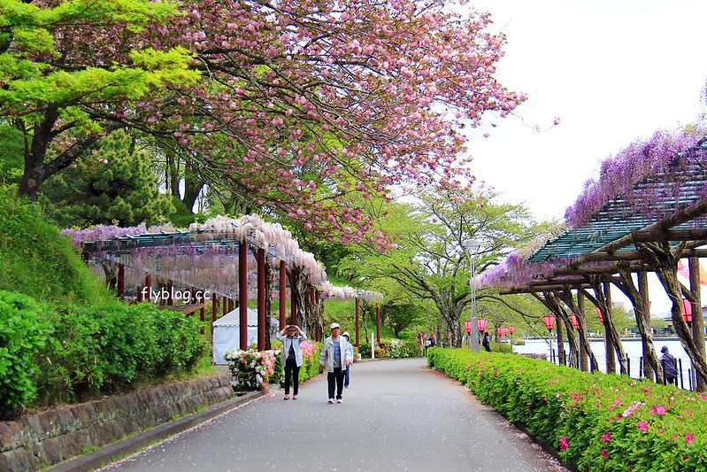 【日本靜岡】藤枝蓮華寺池公園~以花、水、鳥為主題的自然公園，有櫻花、荷花、杜鵑和紫藤花&hellip;等不同花卉，分享4/26紫藤花的最新花況 @飛天璇的口袋