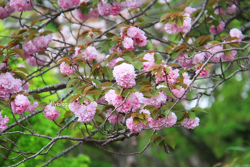 【日本靜岡】藤枝蓮華寺池公園~以花、水、鳥為主題的自然公園，有櫻花、荷花、杜鵑和紫藤花&hellip;等不同花卉，分享4/26紫藤花的最新花況 @飛天璇的口袋