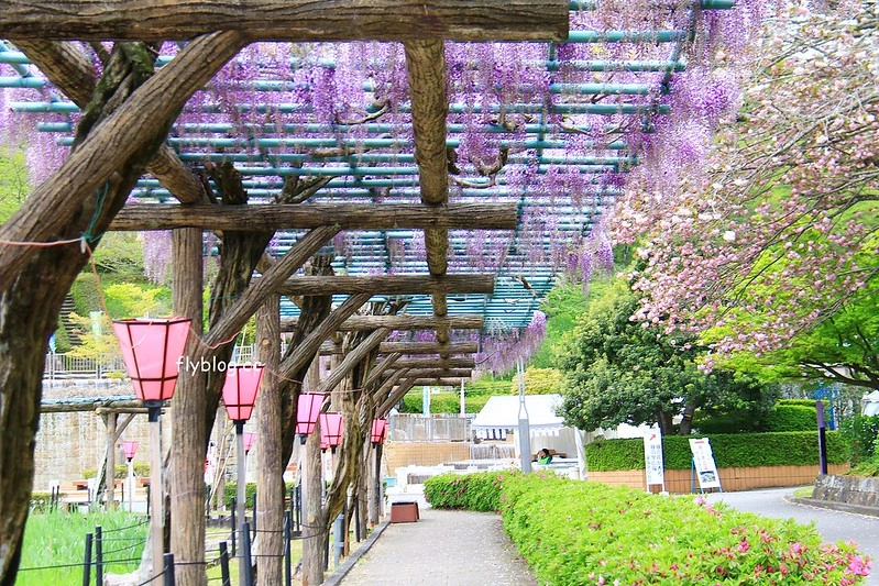 【日本靜岡】藤枝蓮華寺池公園~以花、水、鳥為主題的自然公園，有櫻花、荷花、杜鵑和紫藤花&hellip;等不同花卉，分享4/26紫藤花的最新花況 @飛天璇的口袋